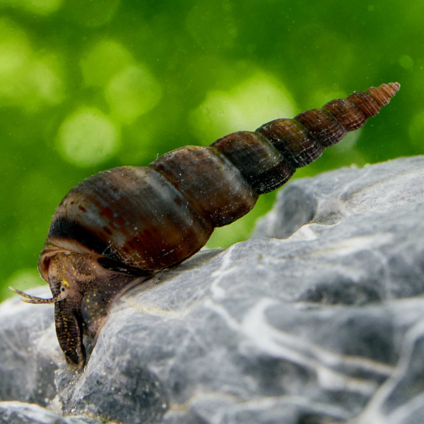 Schwarze Turmdeckelschnecke auf Stein | Melanoides maculata