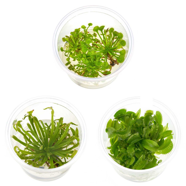 Fleischfressende Pflanzen Terrarium | Karnivorent Set bis zu 4 Stk. | Sonnentau & Dionea