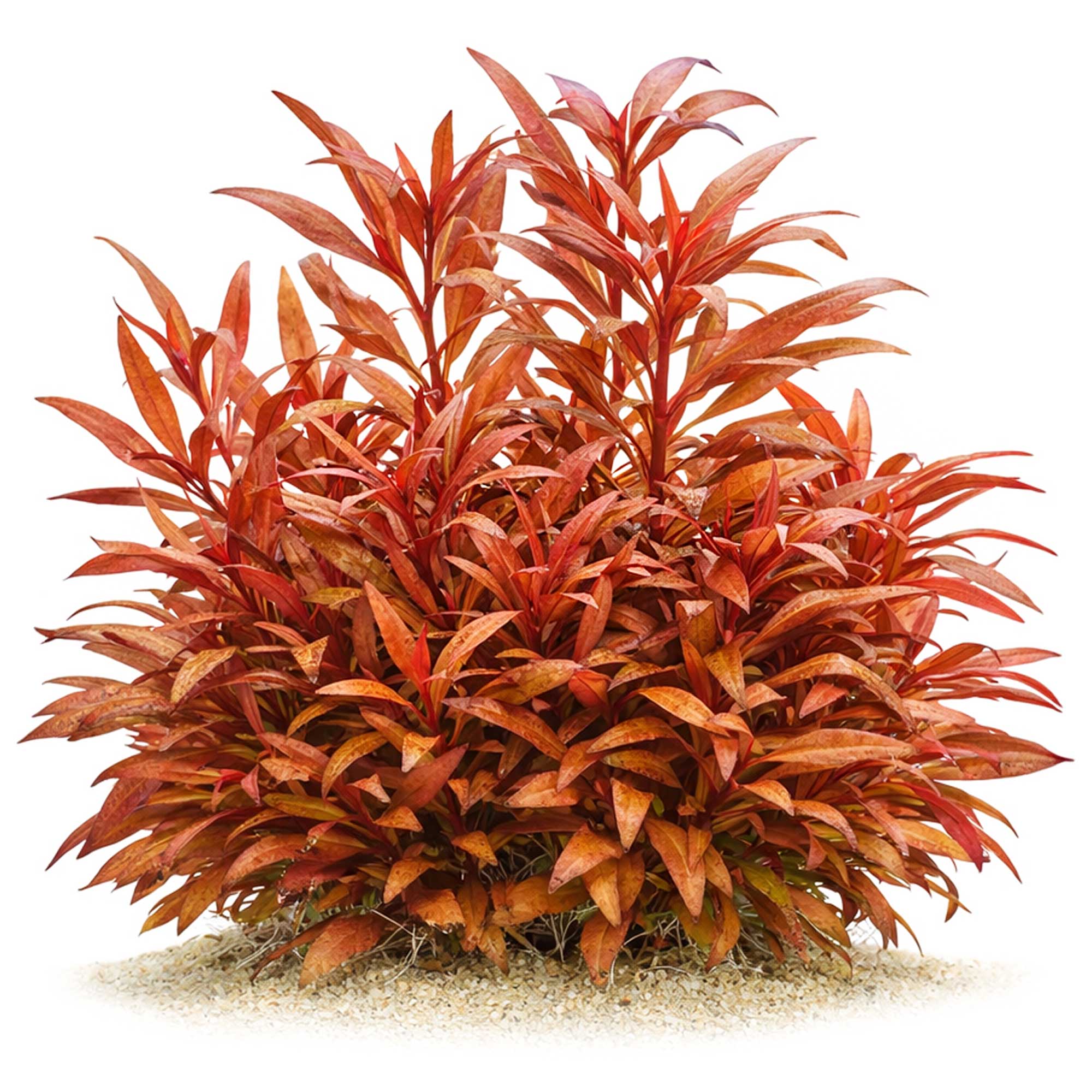 Alternanthera reineckii Mini ausgewachsen