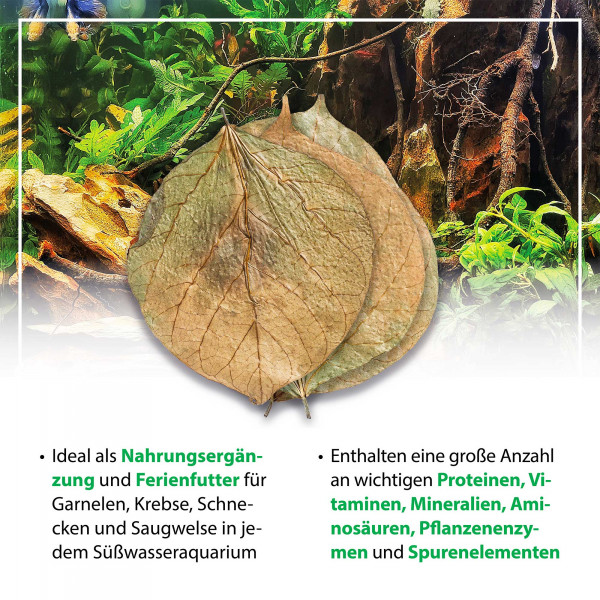 mySCAPE Dadap Leaves | Korallenbaum Blätter - Ergänzungs- & Ferienfutter