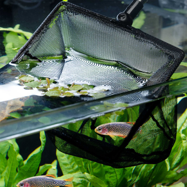 Dennerle Fish Net | Kescher im Gebrauch