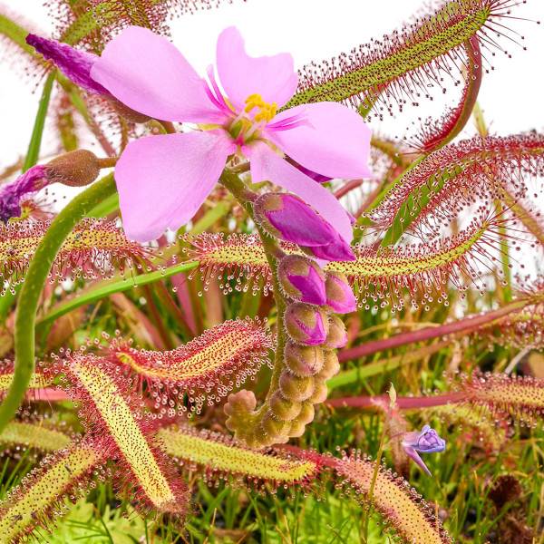 Drosera capenis Kap Sonnentau