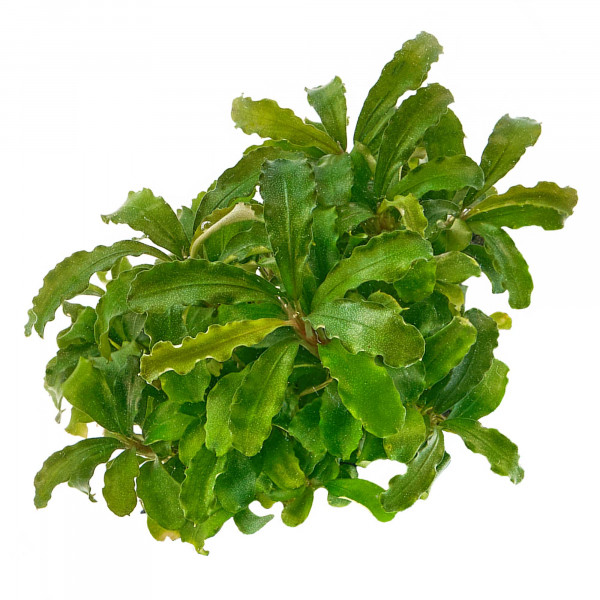 Bucephalandra sp. "Wavy Green" - Baby Plant Mini-Ableger