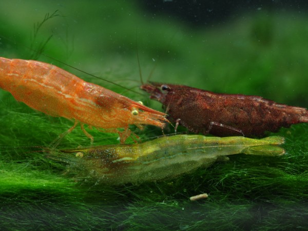 Grüne Zwerggarnele | Caridina cf. babaulti - Caridina