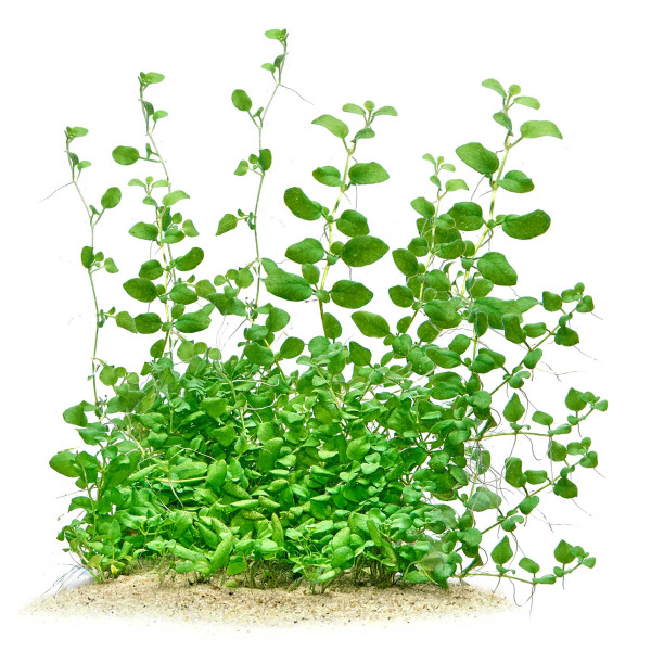Hygrophila Serpyllum gewachsen im Aquarium
