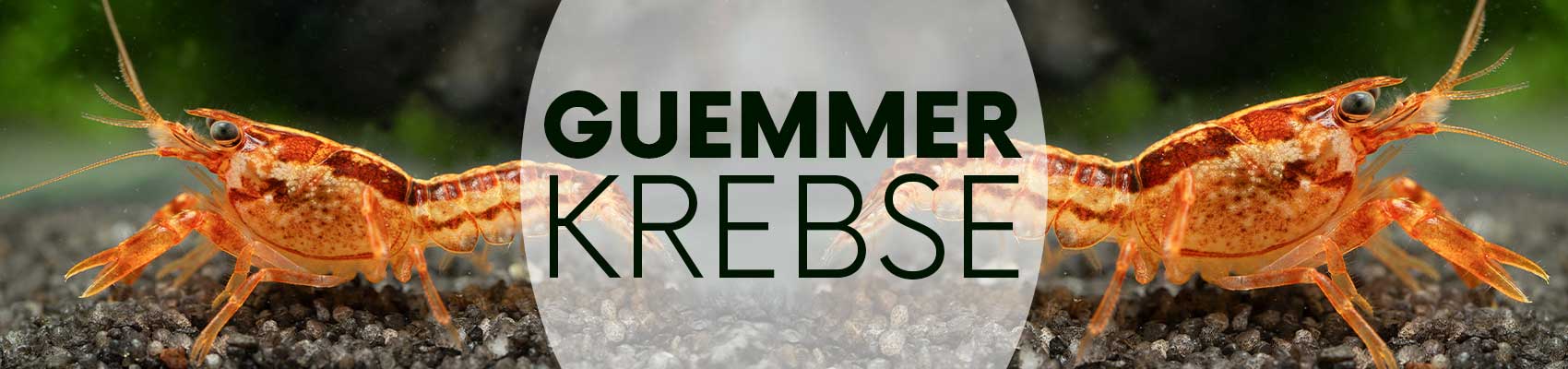 Garnelen Guemmer Krebse und Flohkrebse