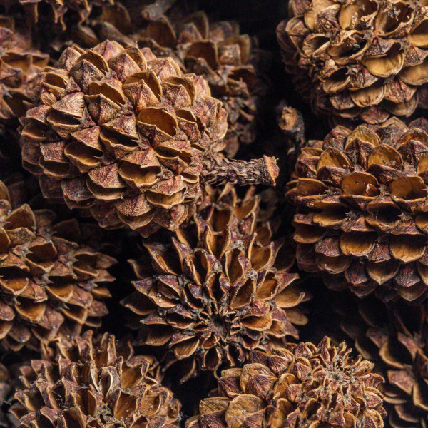Arka Casuaruna Cones - 50 Stk. Makro